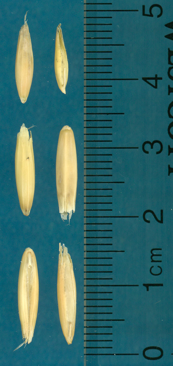 KERNELS