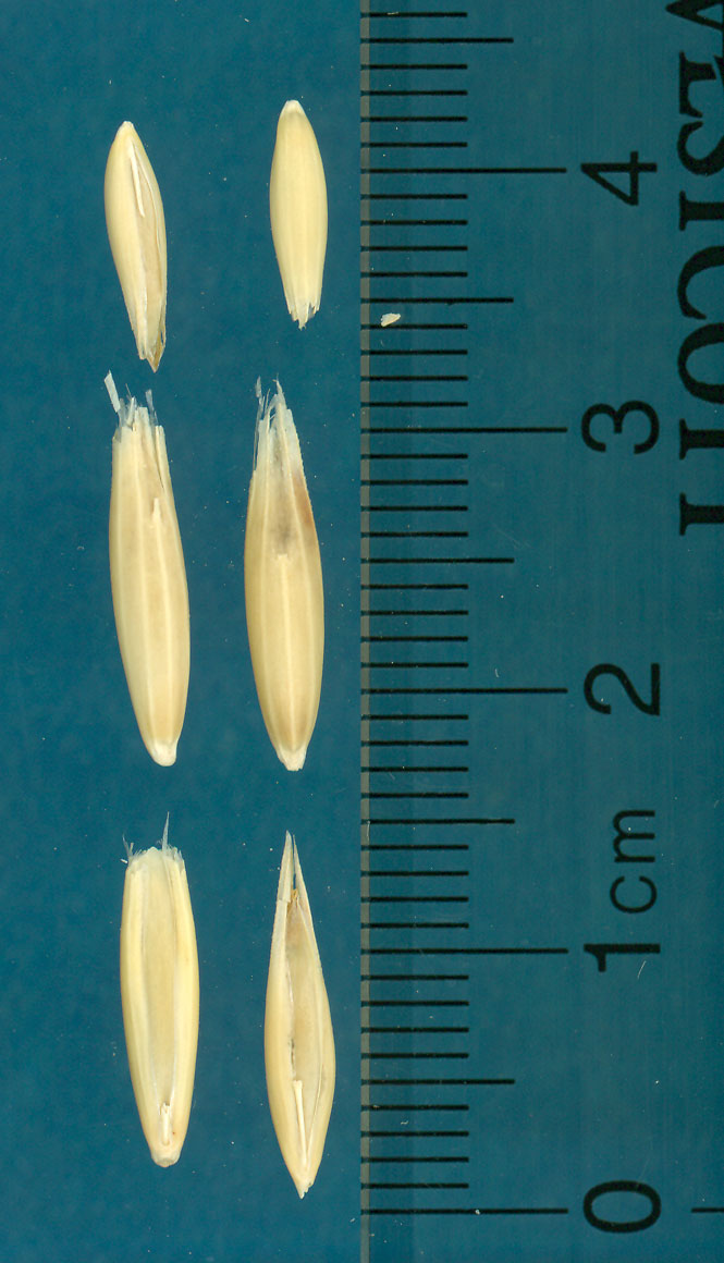 KERNELS