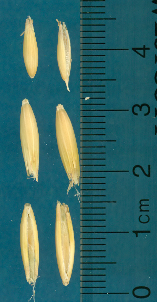 KERNELS