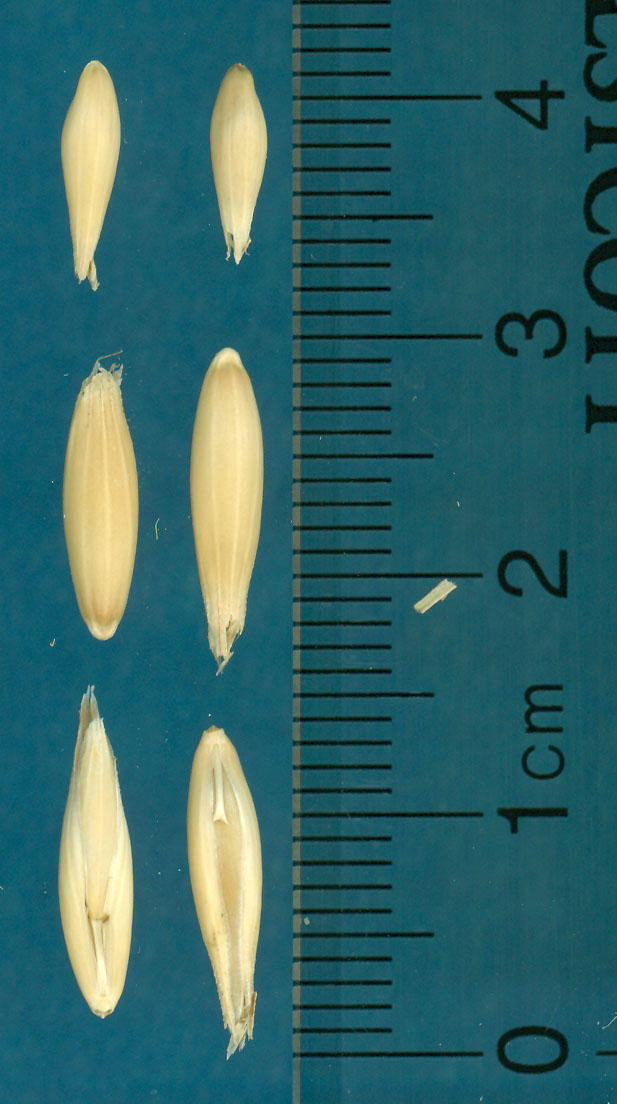 KERNELS