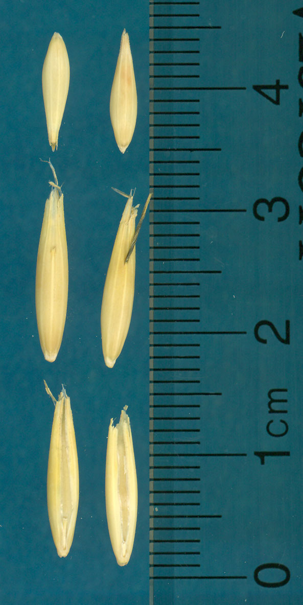 KERNELS