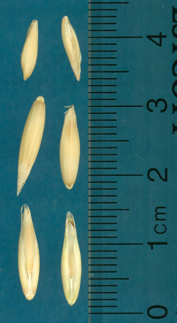 KERNELS