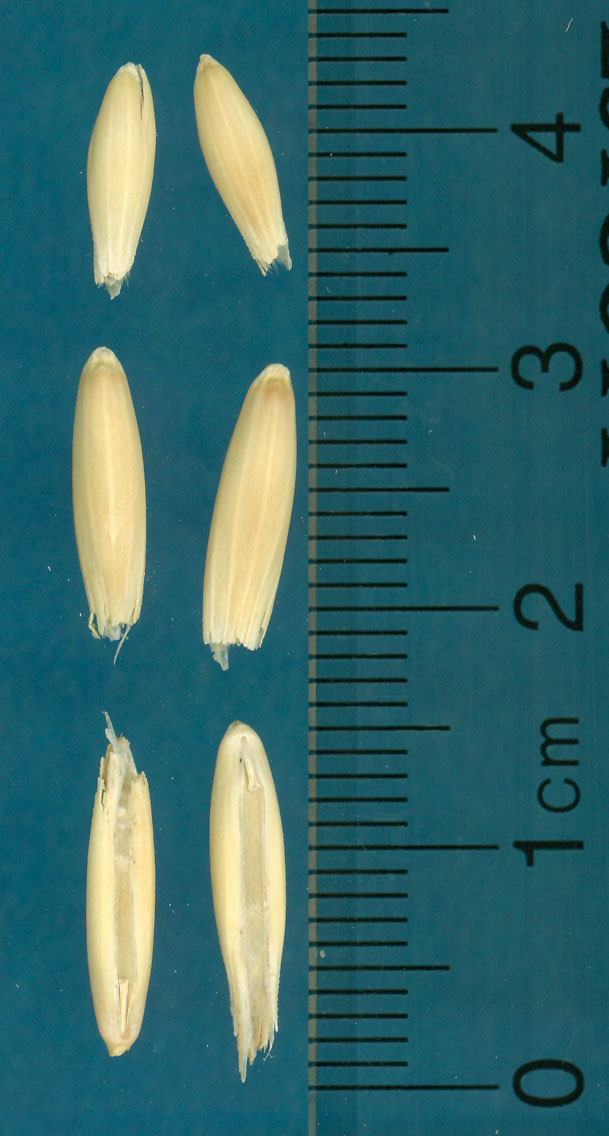 KERNELS