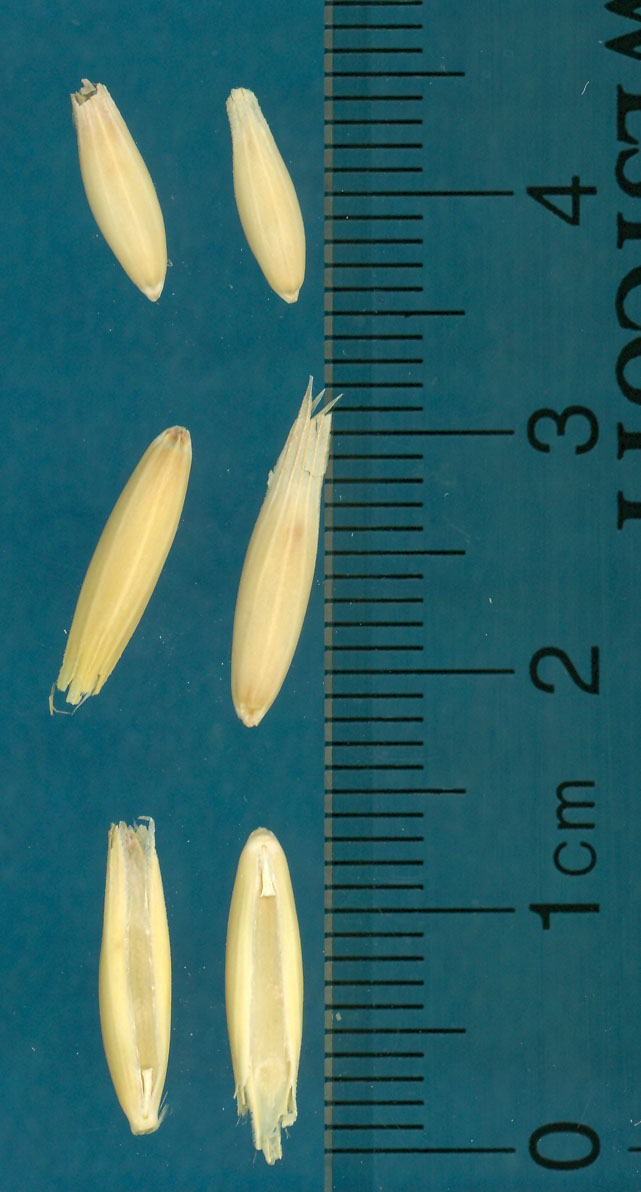 KERNELS