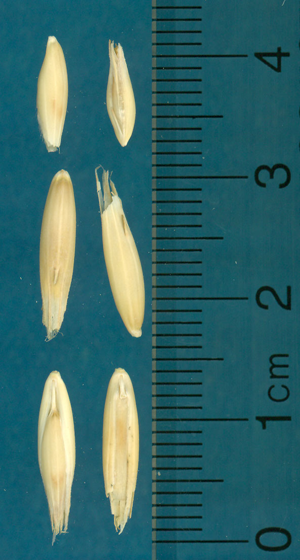 KERNELS
