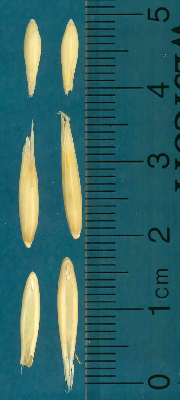 KERNELS