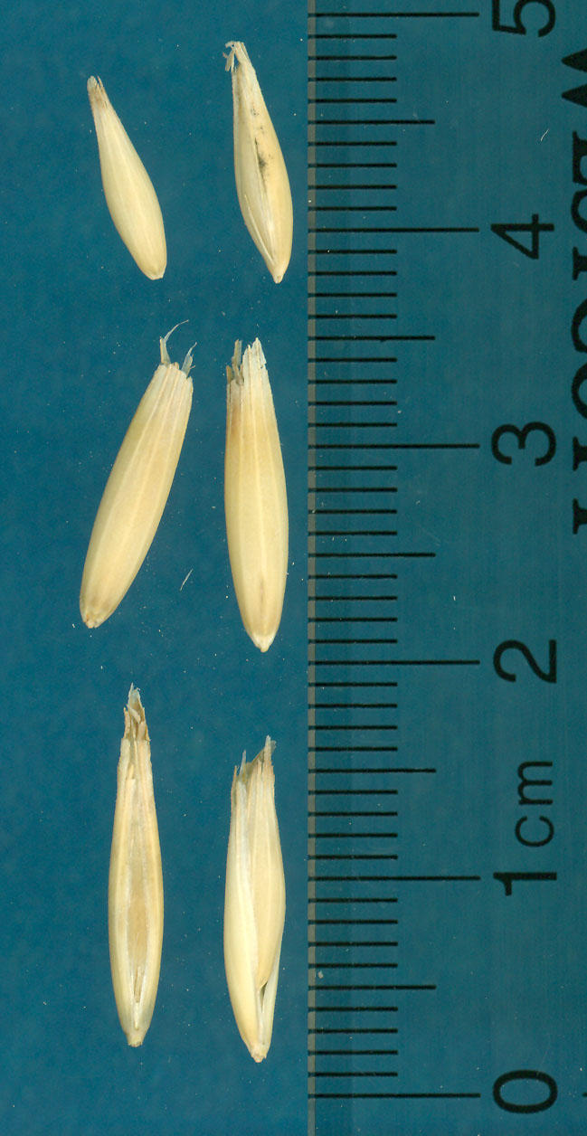 KERNELS