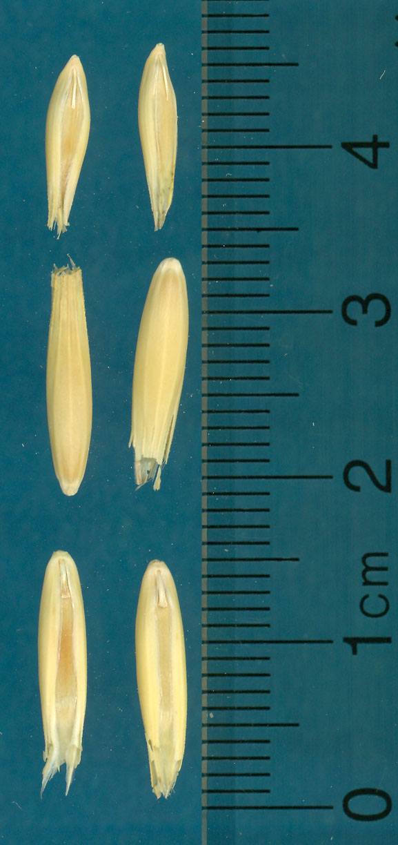 KERNELS