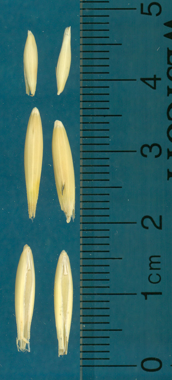 KERNELS