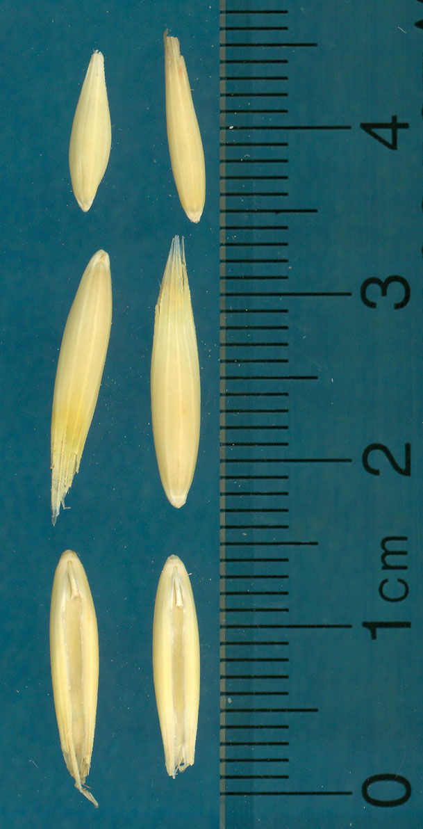 KERNELS