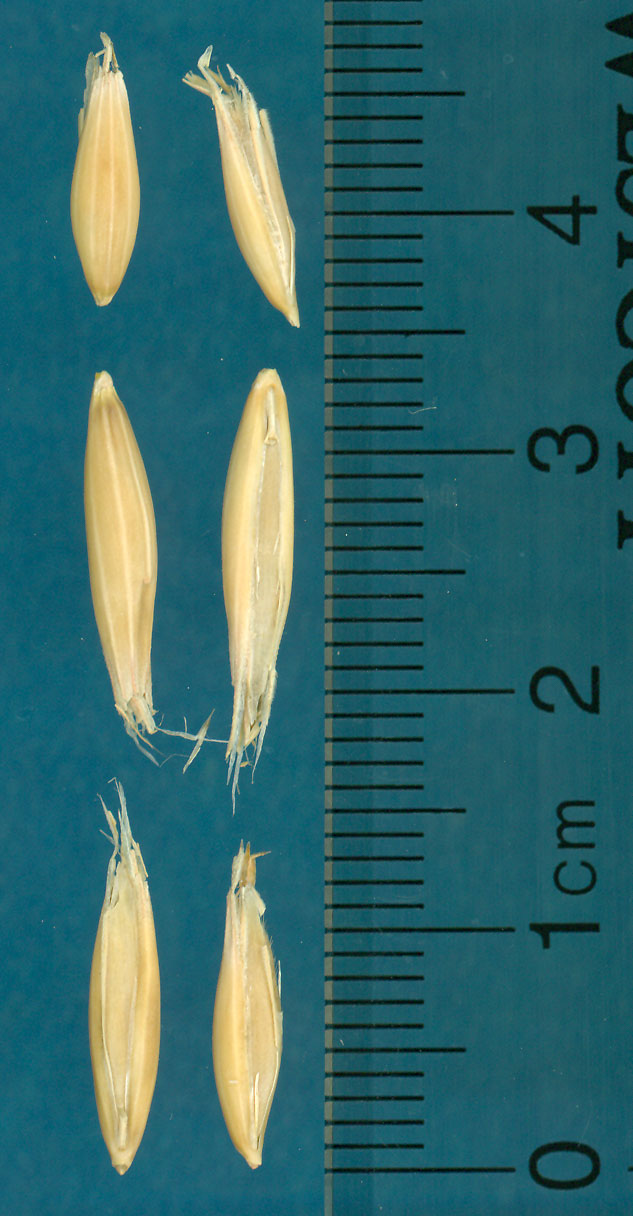 KERNELS