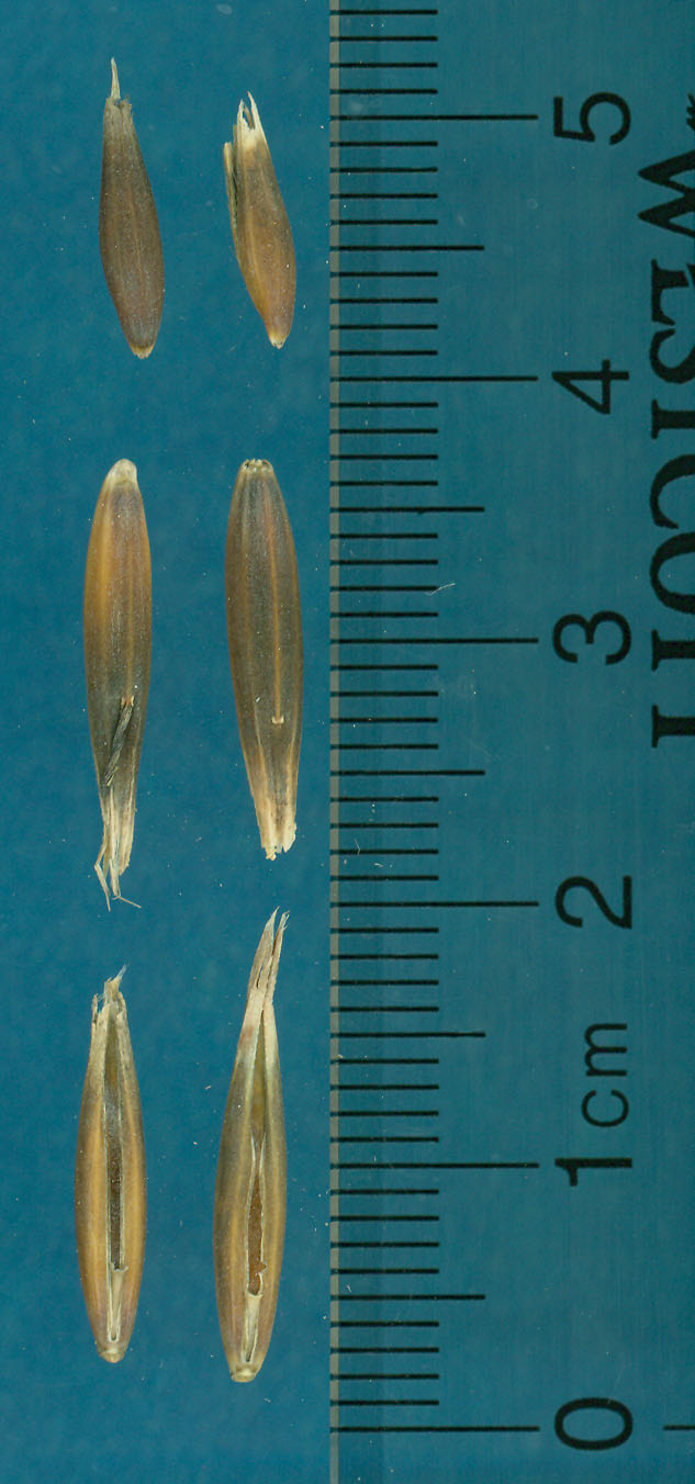 KERNELS