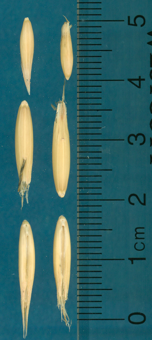 KERNELS
