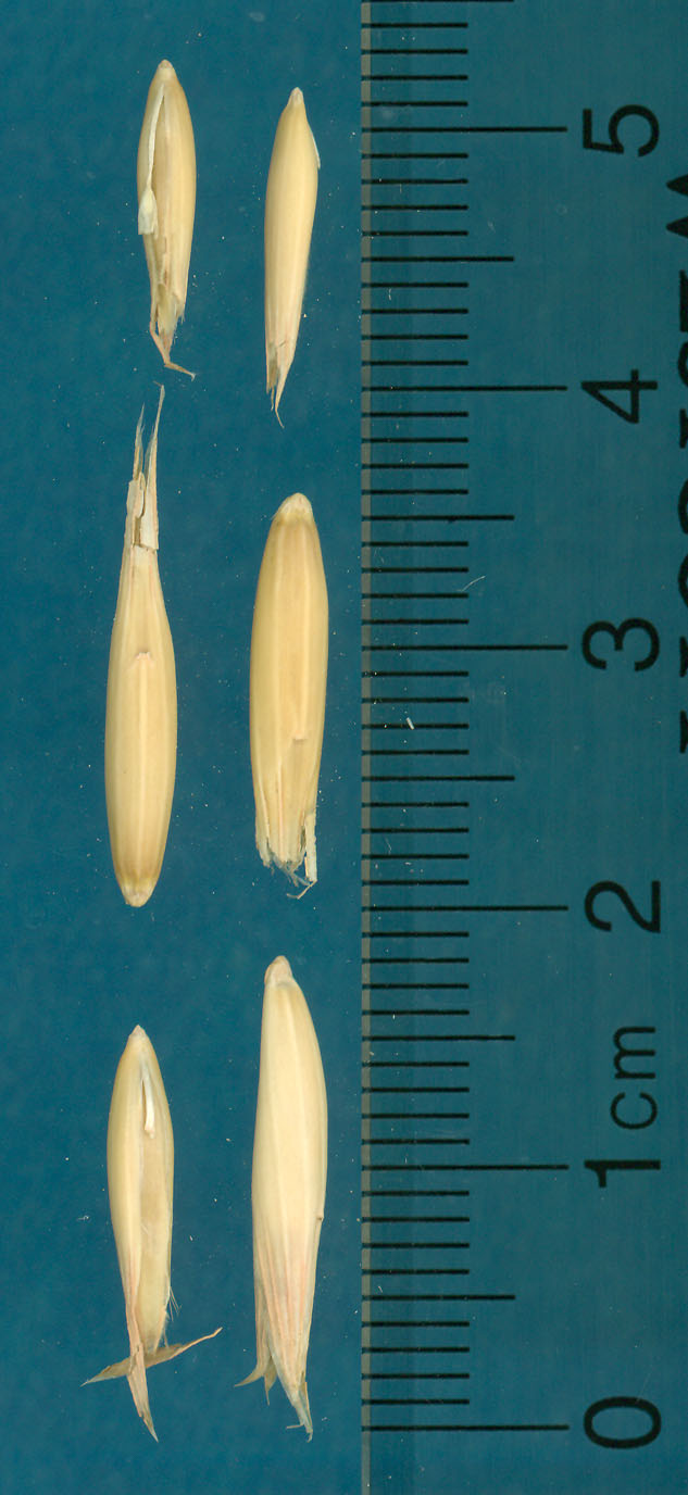 KERNELS