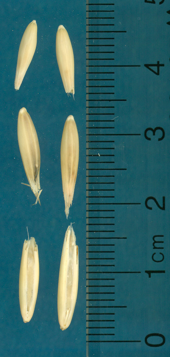 KERNELS