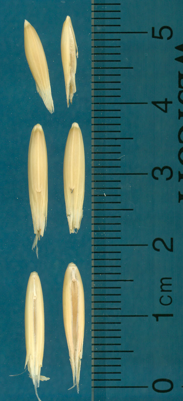 KERNELS