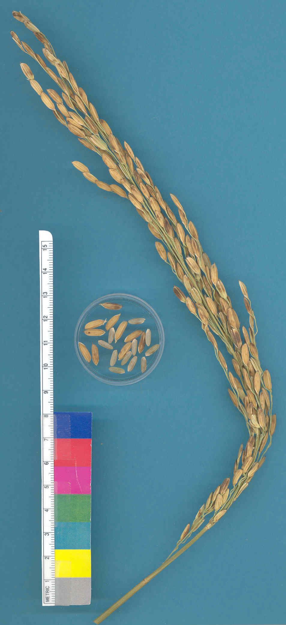 KERNELS