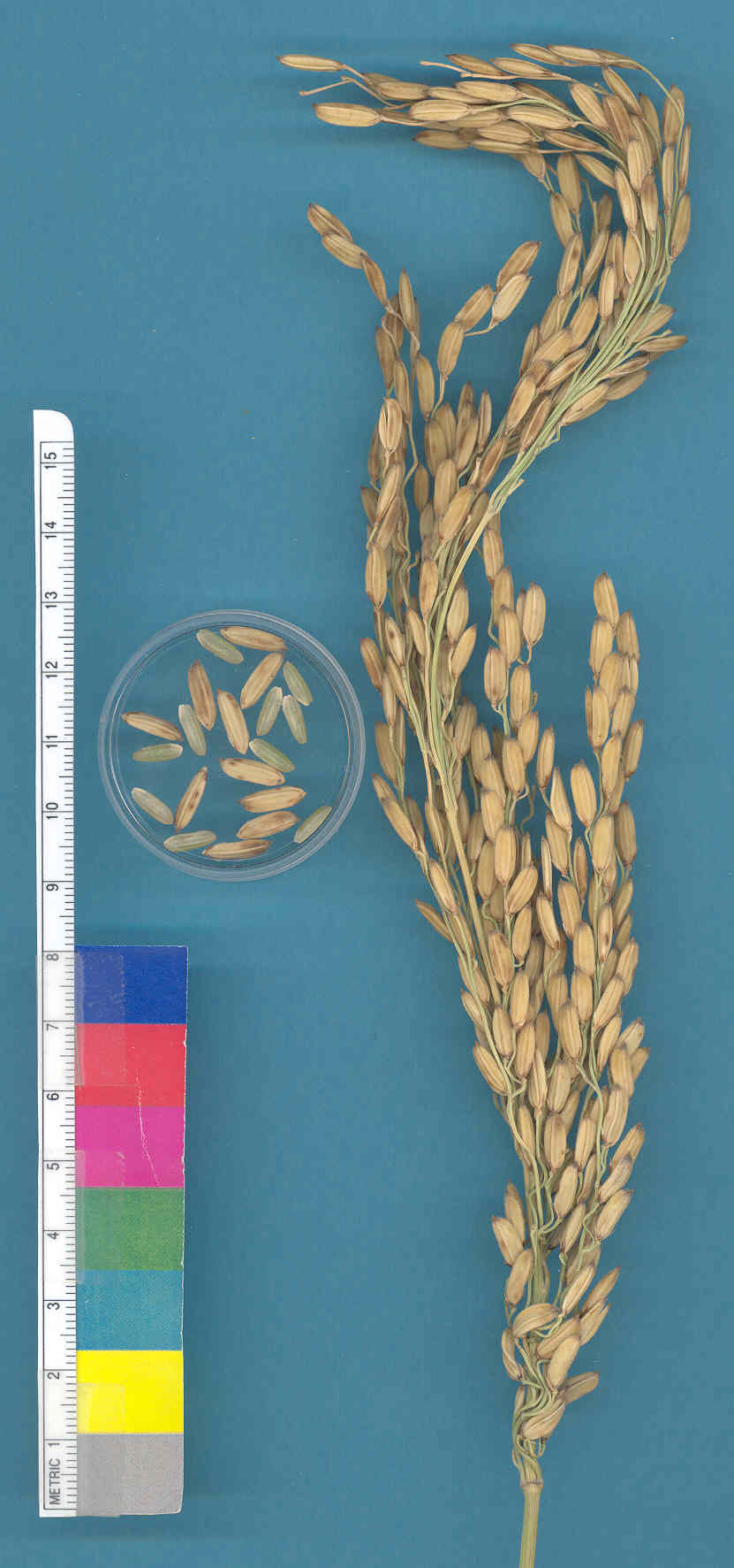 KERNELS