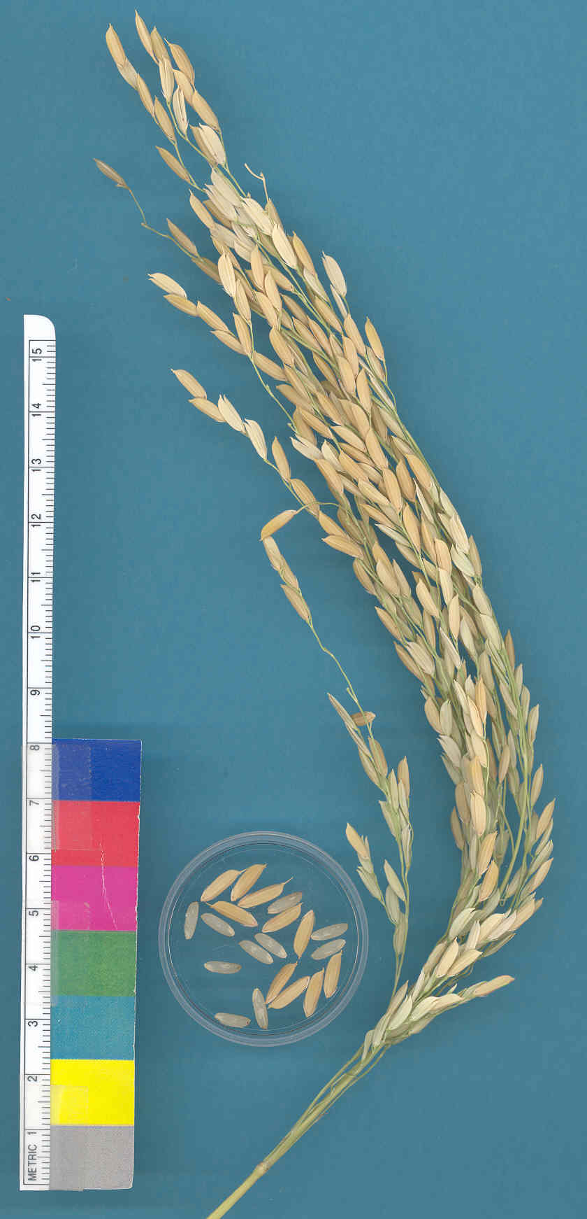 KERNELS