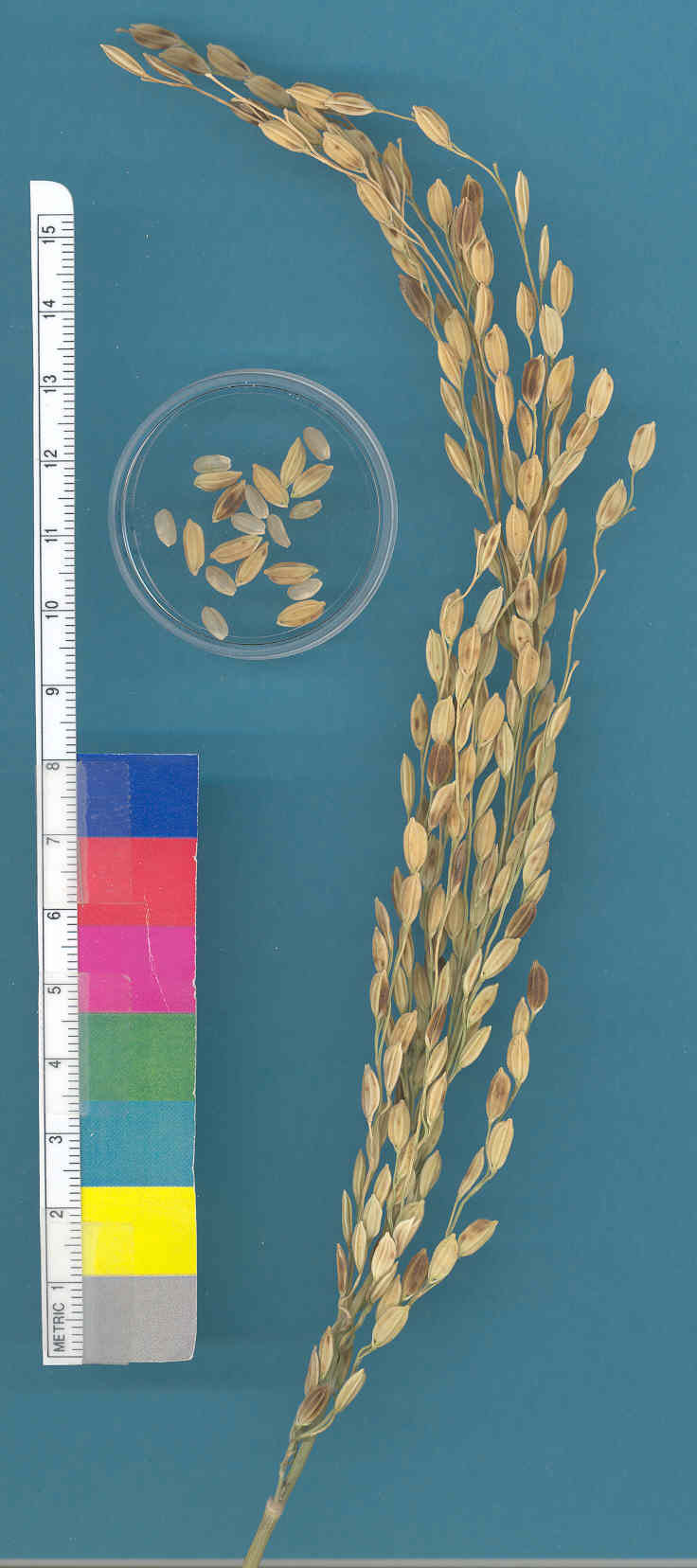 KERNELS