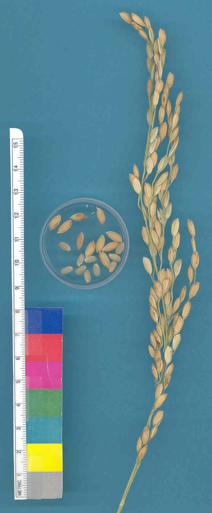 KERNELS