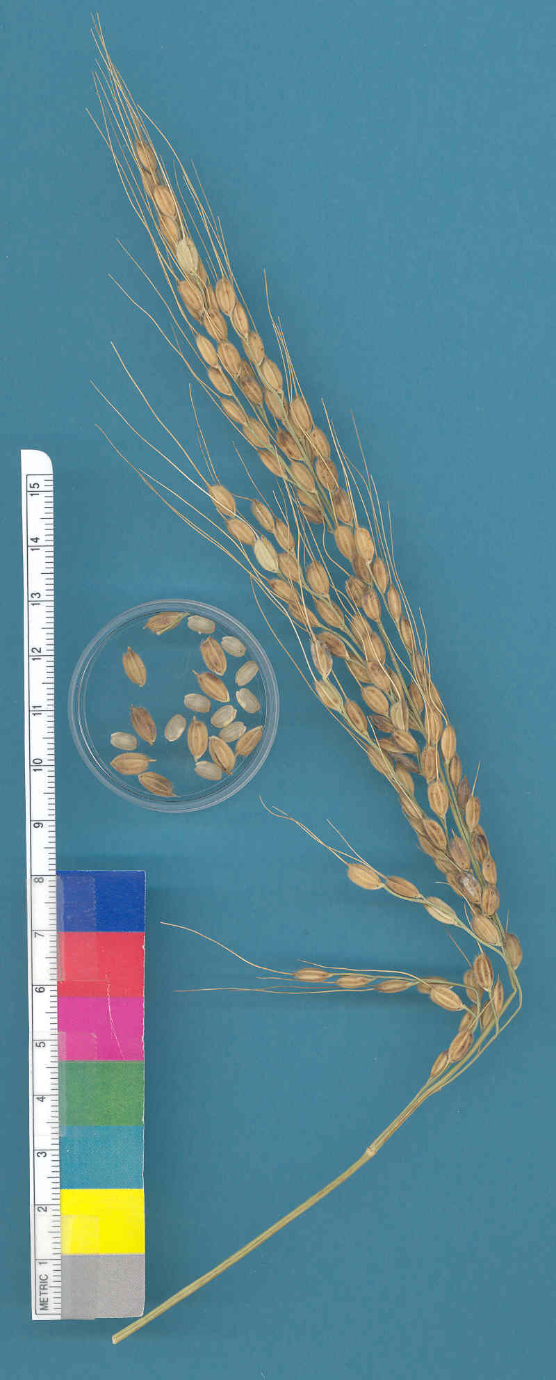 KERNELS