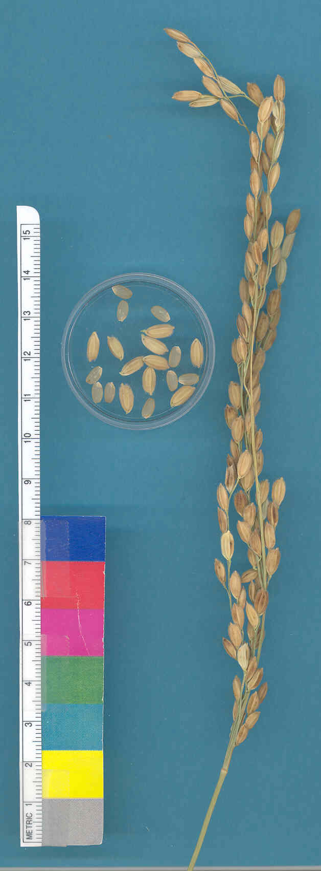 KERNELS