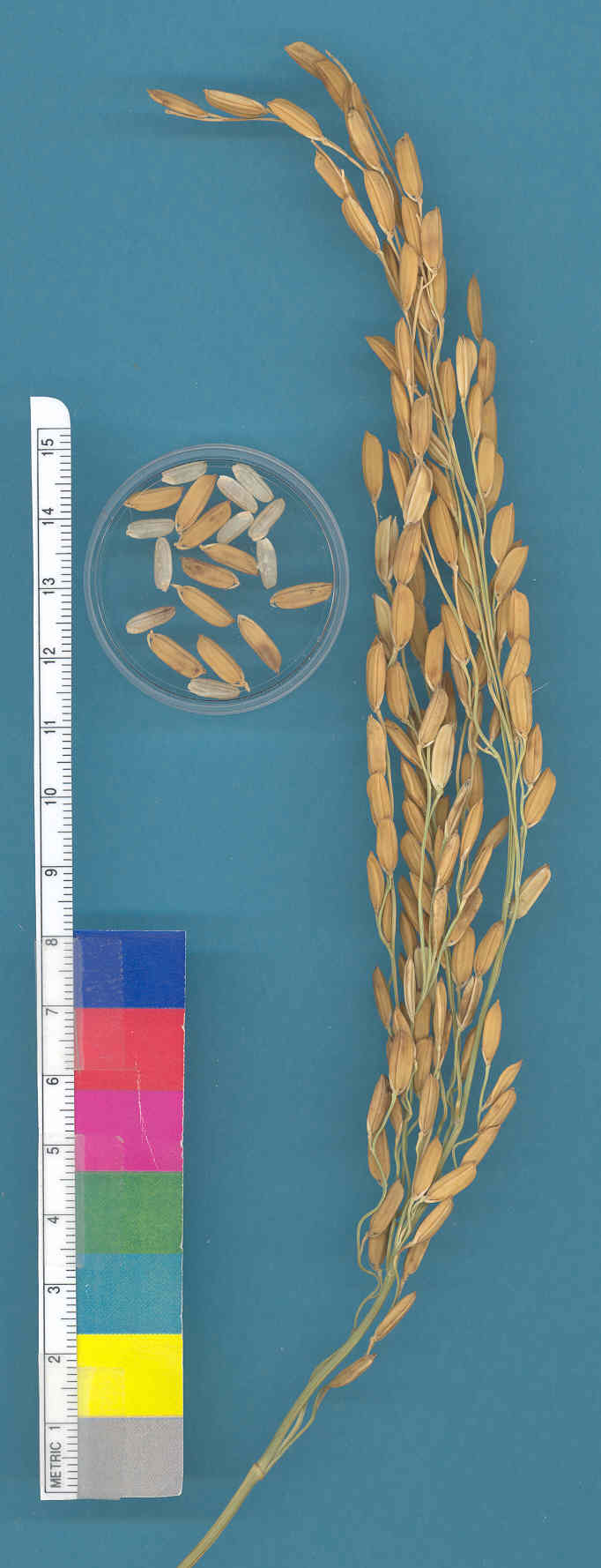 KERNELS