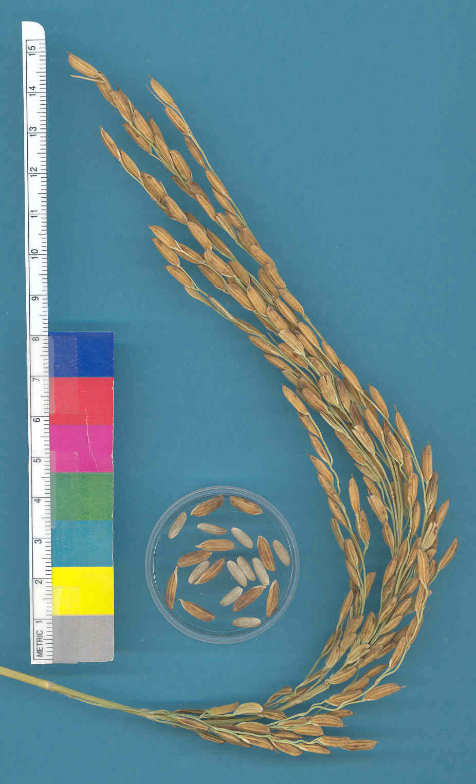 KERNELS