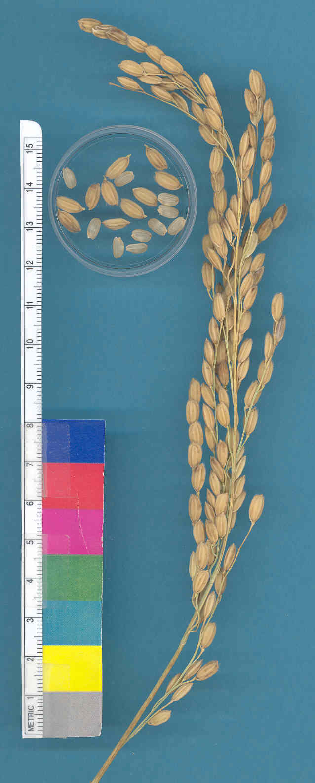KERNELS