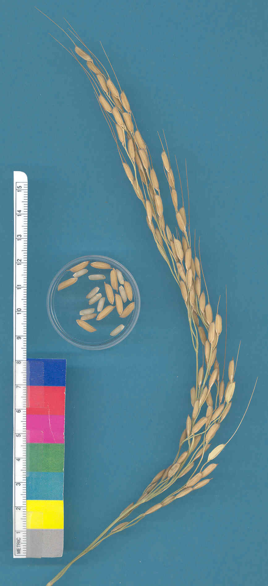 KERNELS