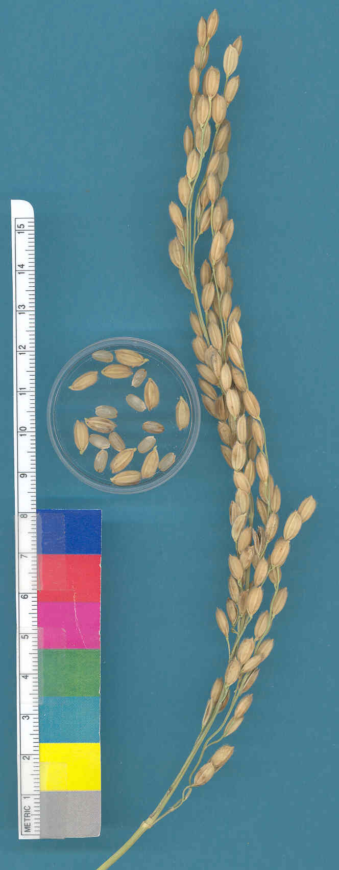 KERNELS