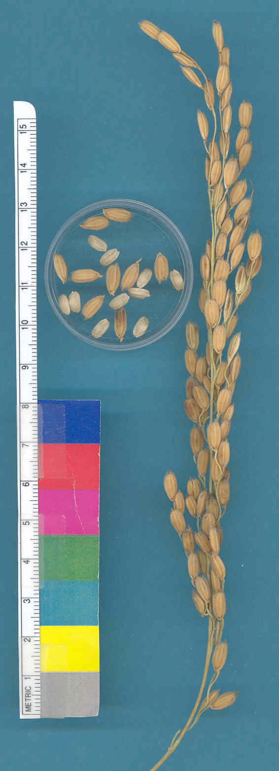 KERNELS
