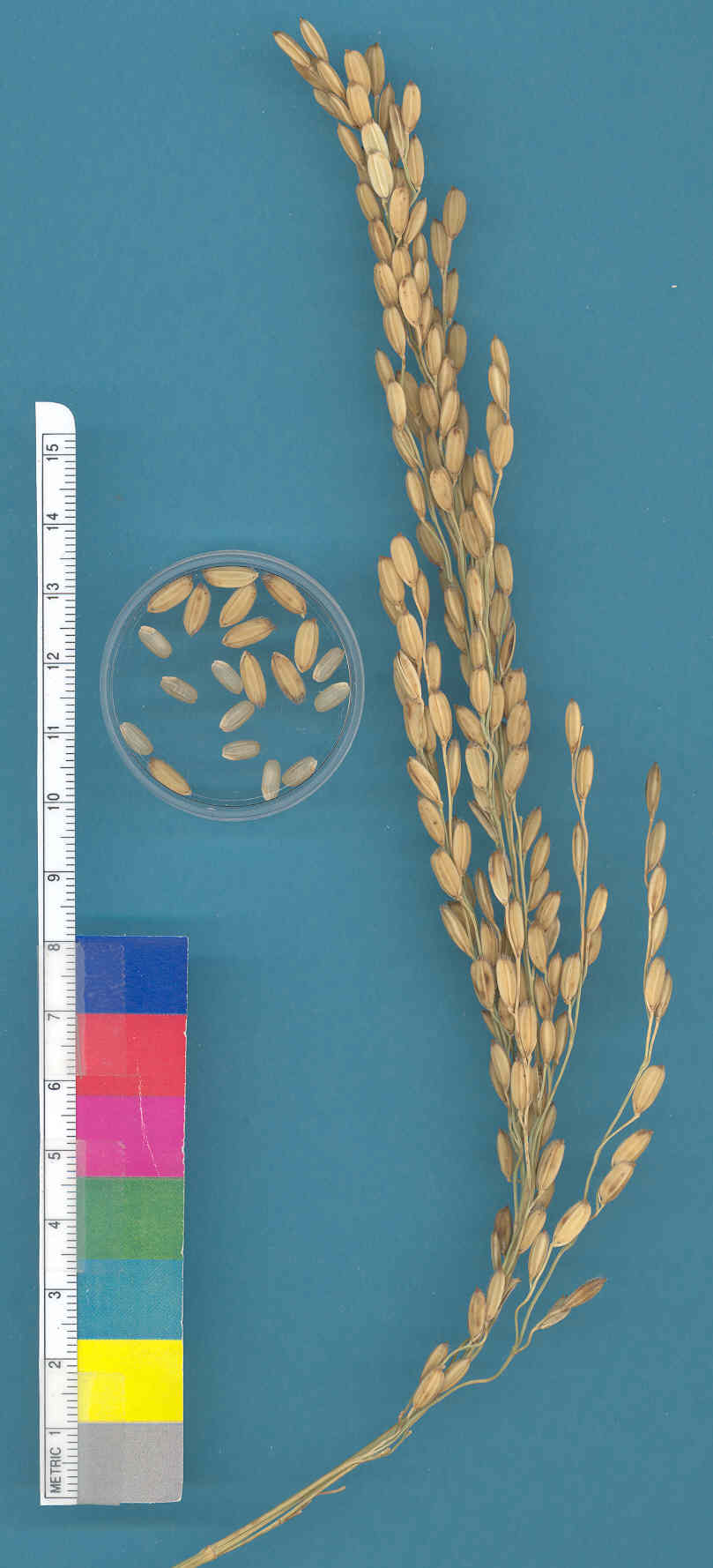 KERNELS