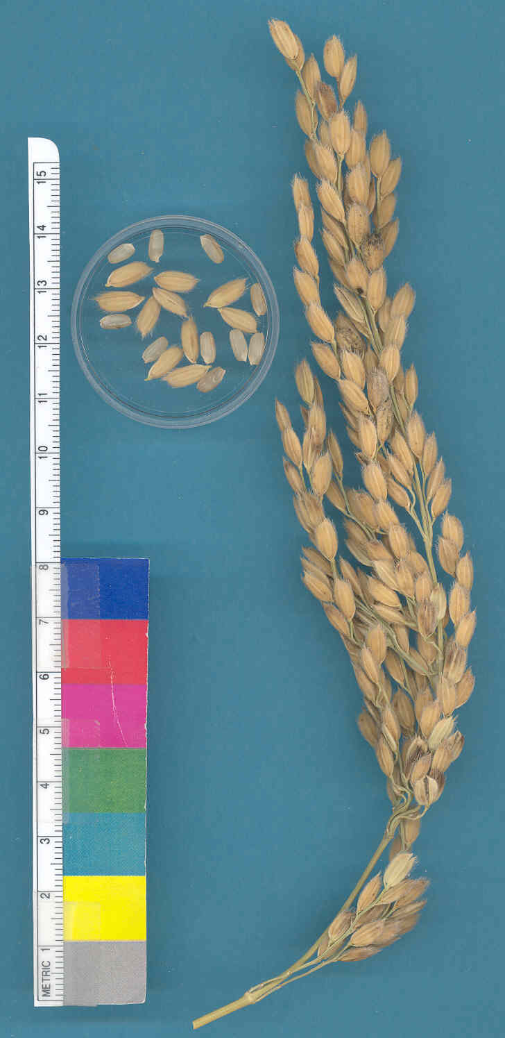 KERNELS