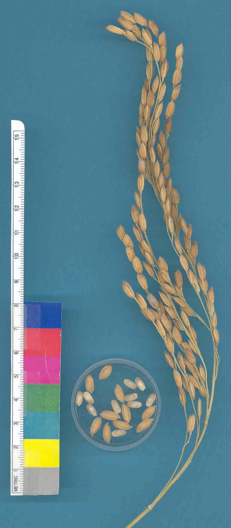 KERNELS
