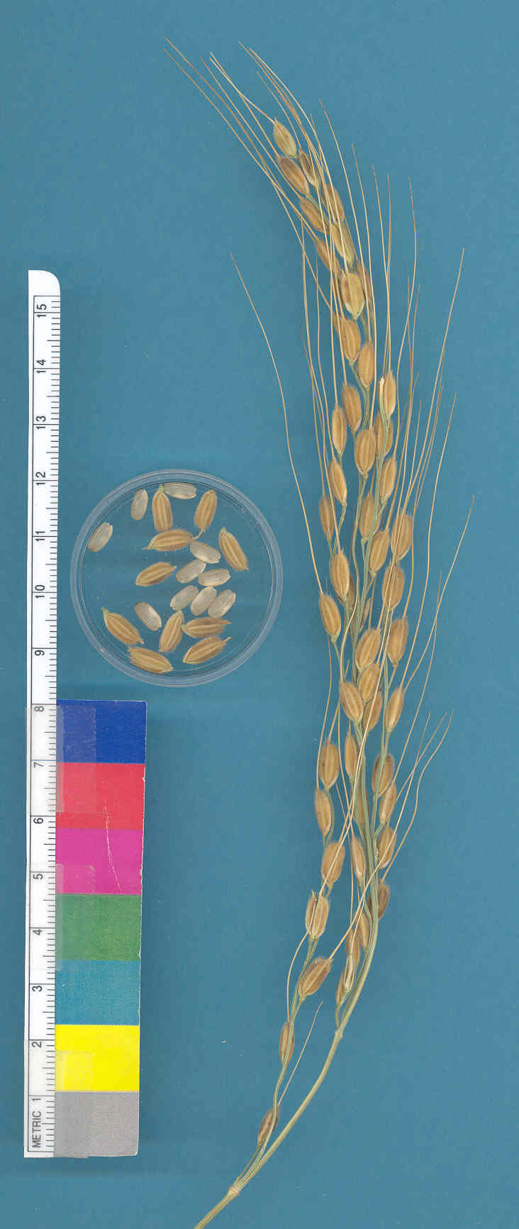 KERNELS