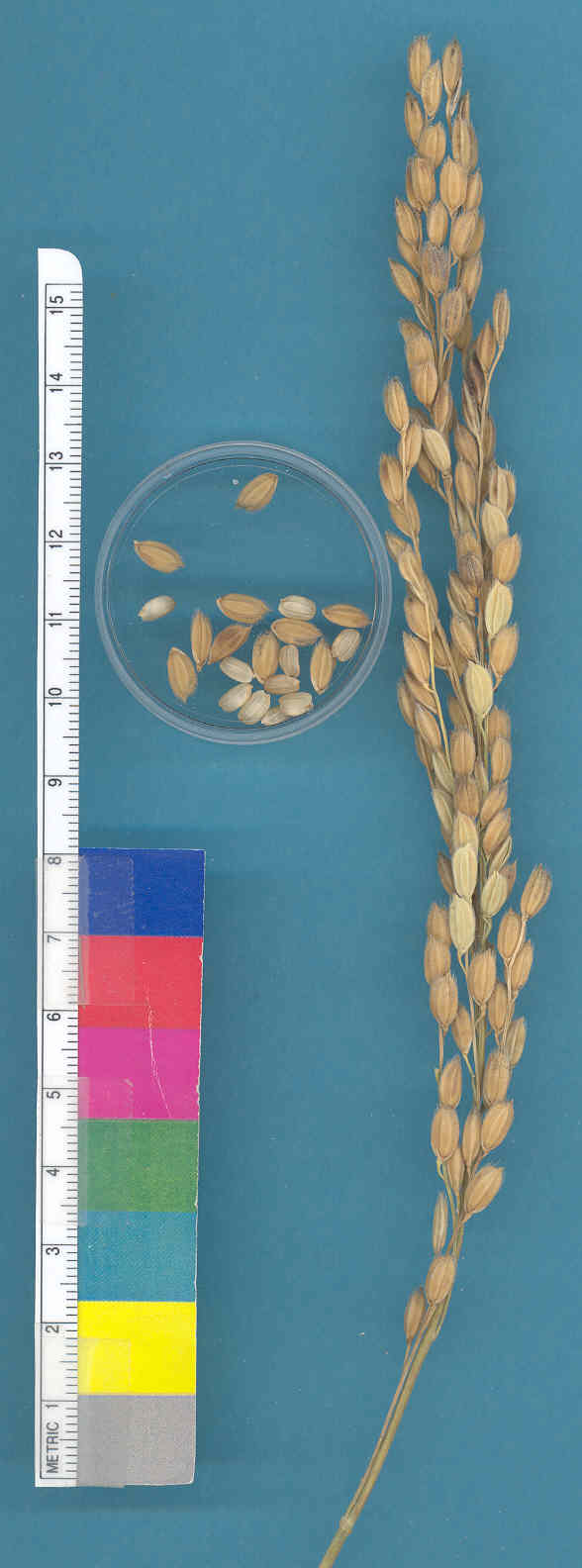 KERNELS