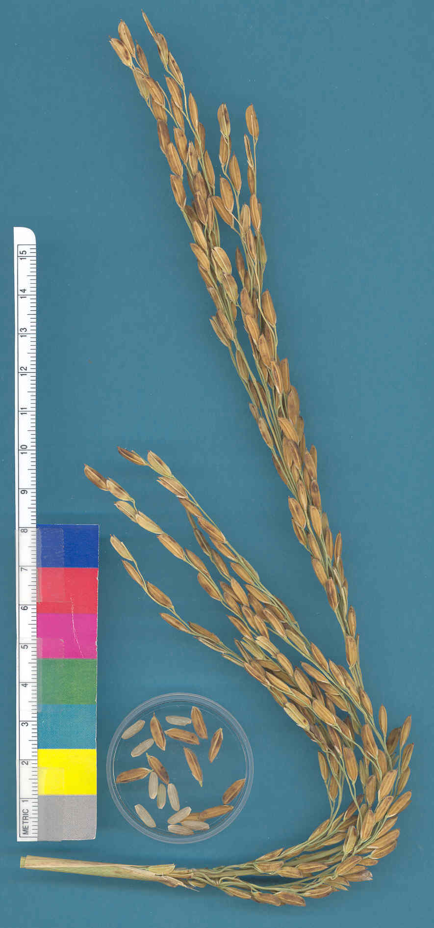 KERNELS