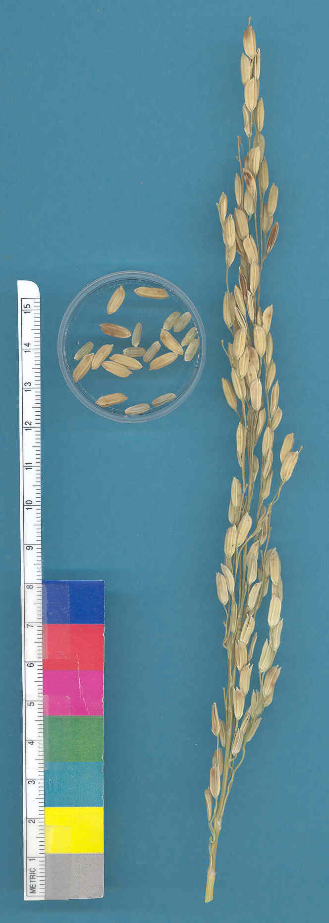 KERNELS