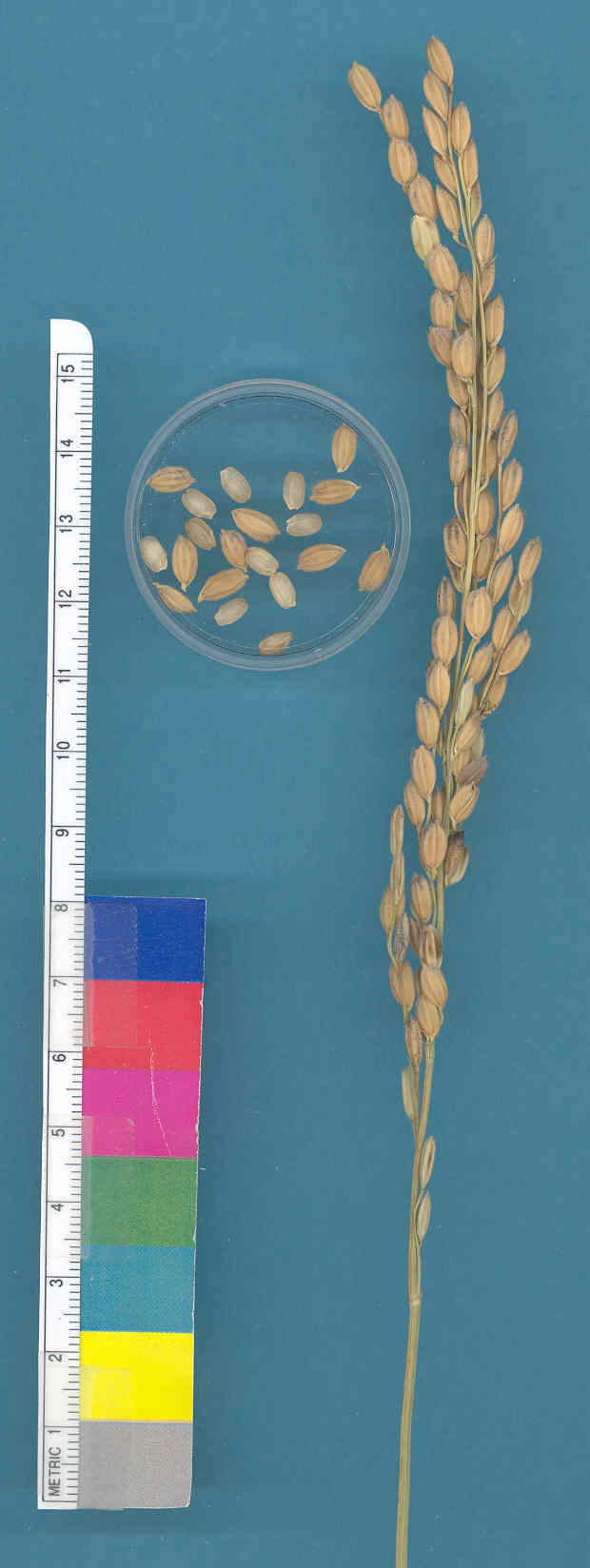 KERNELS