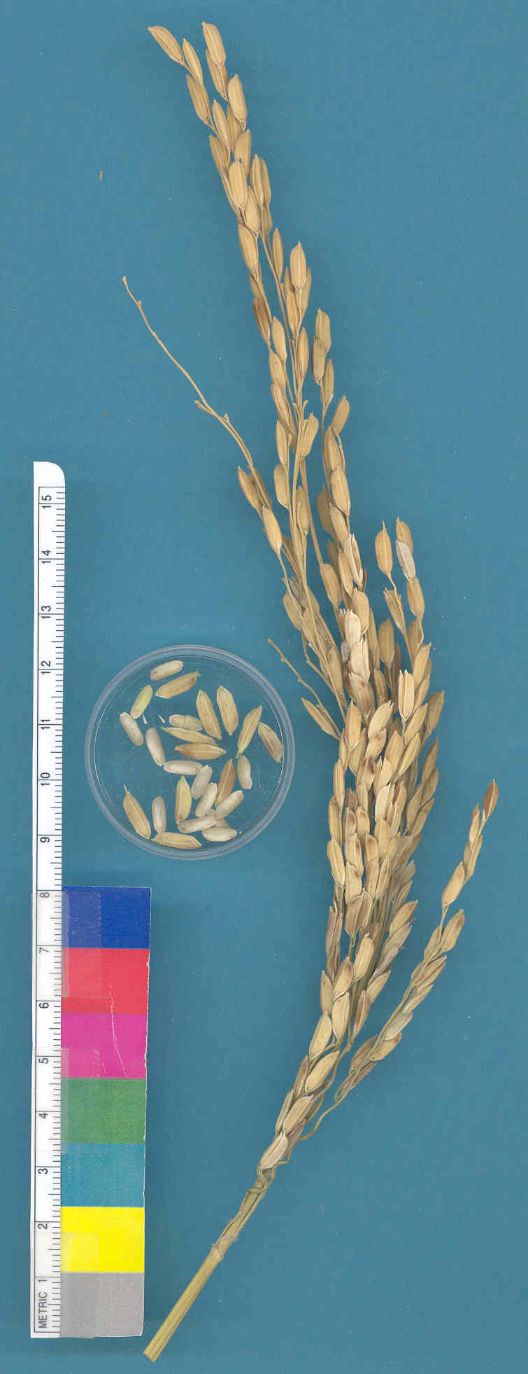 KERNELS