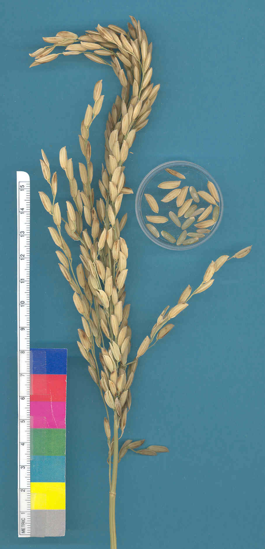KERNELS