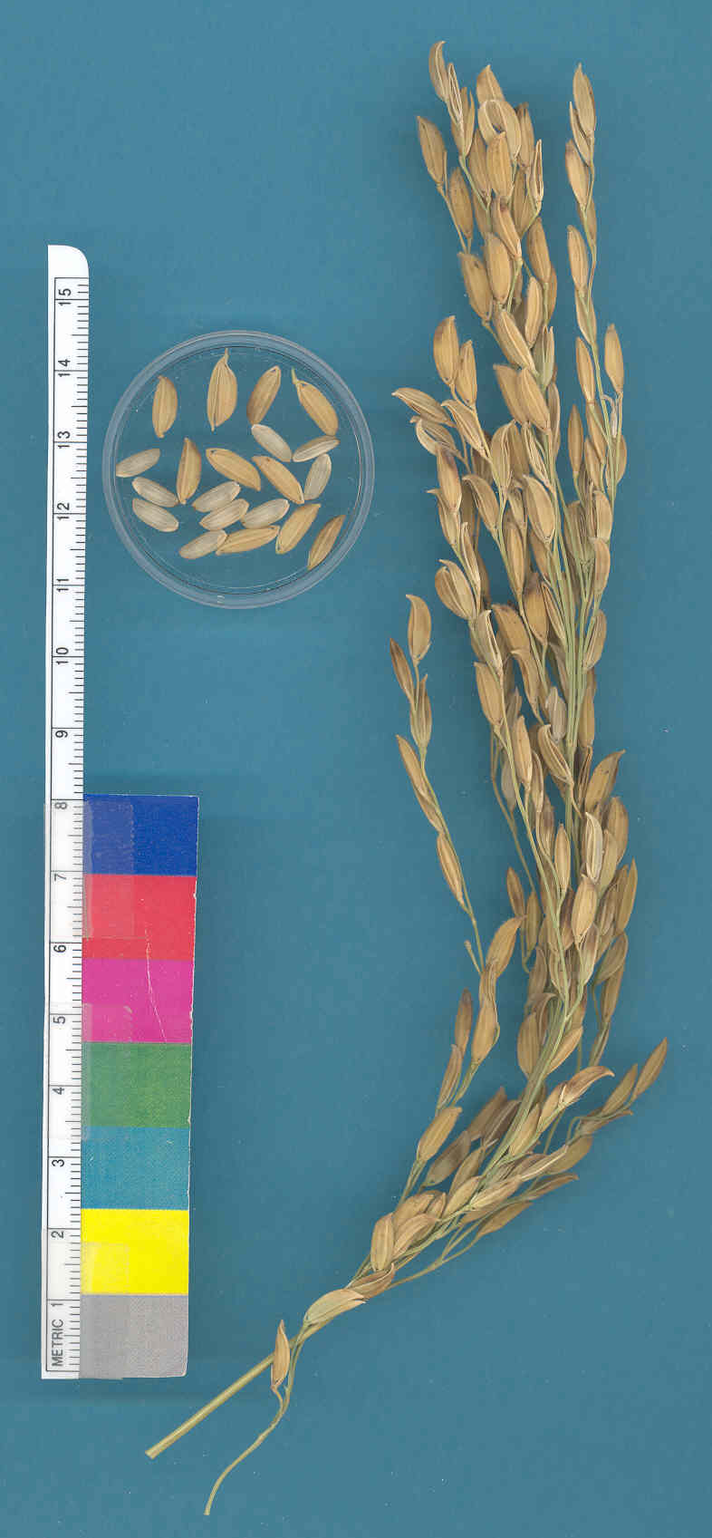 KERNELS