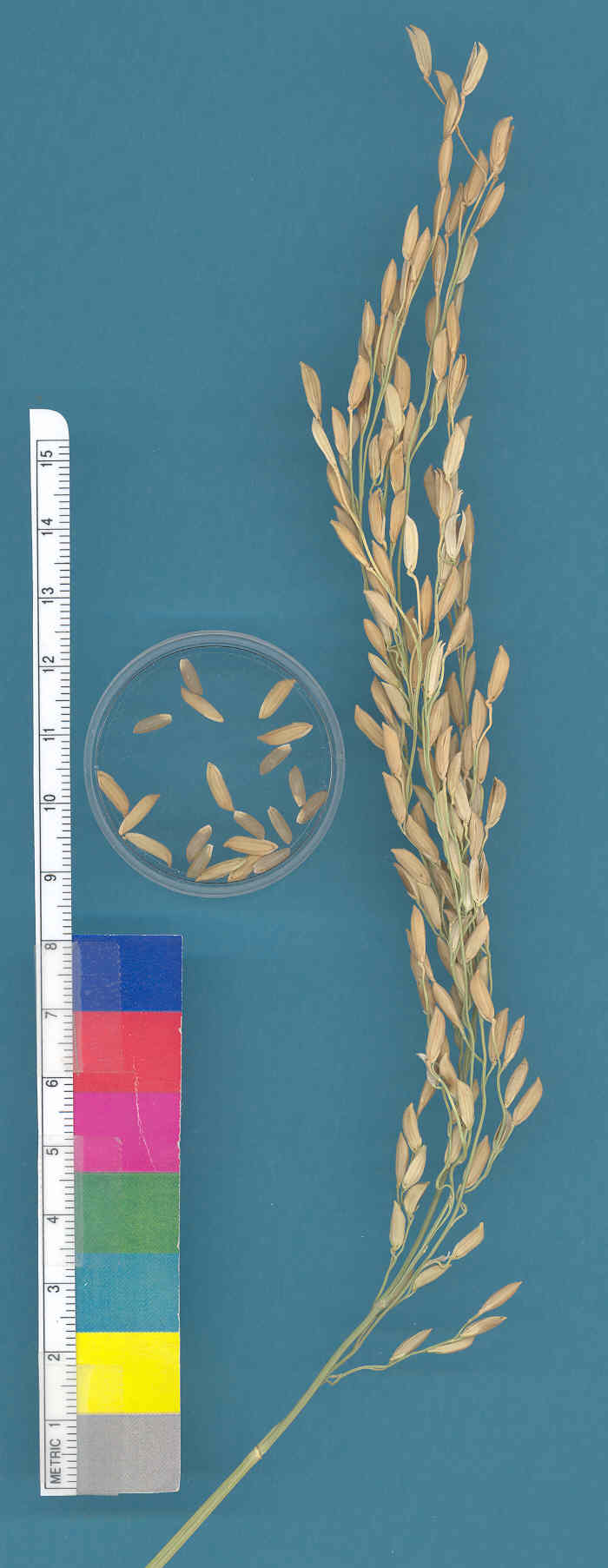 KERNELS