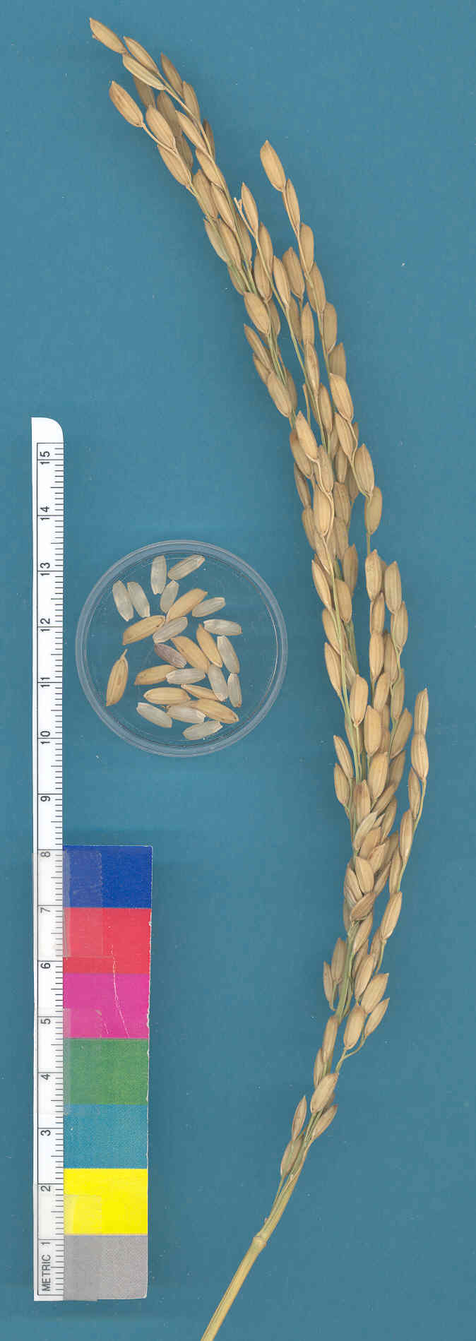 KERNELS