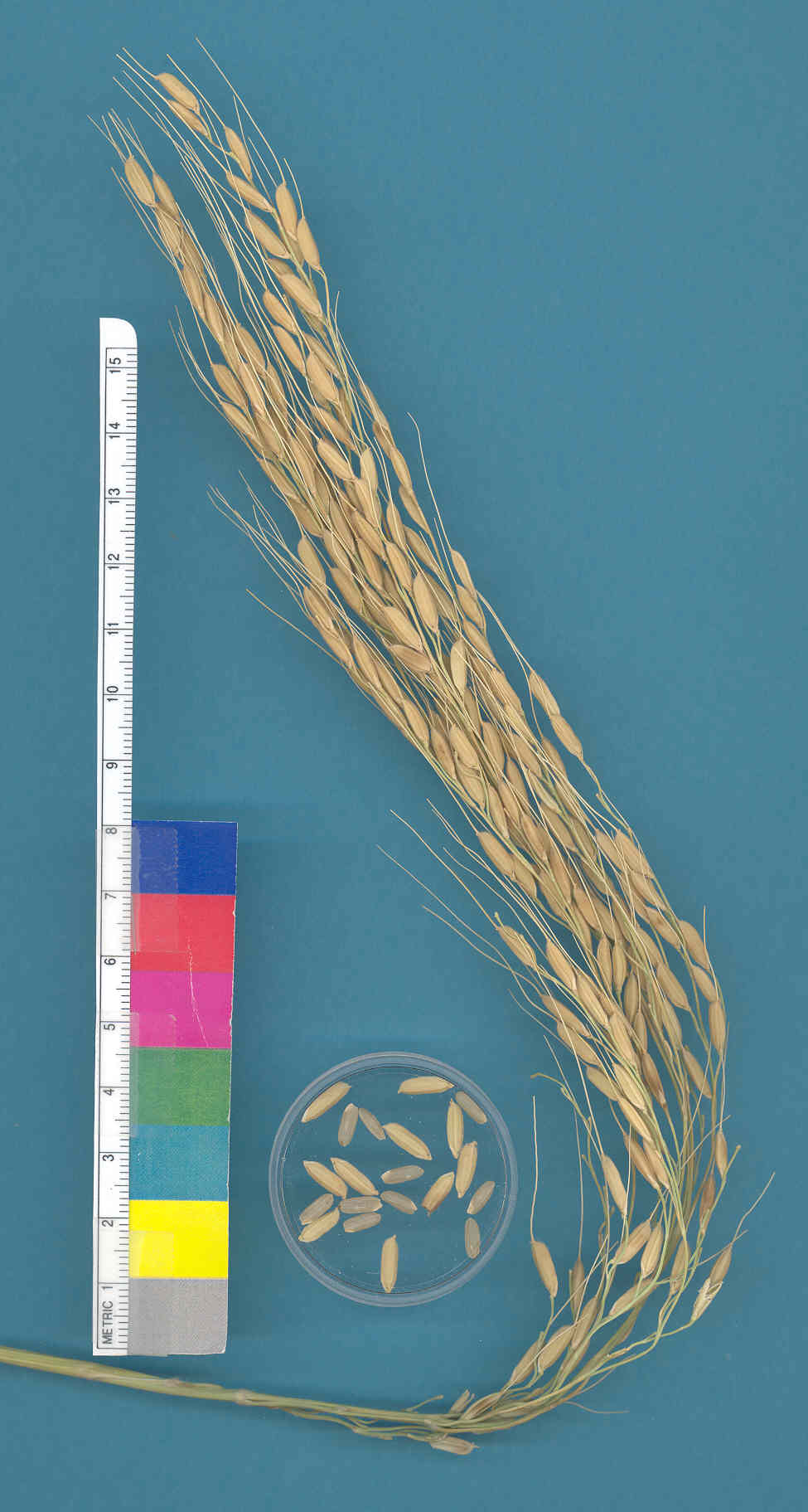 KERNELS