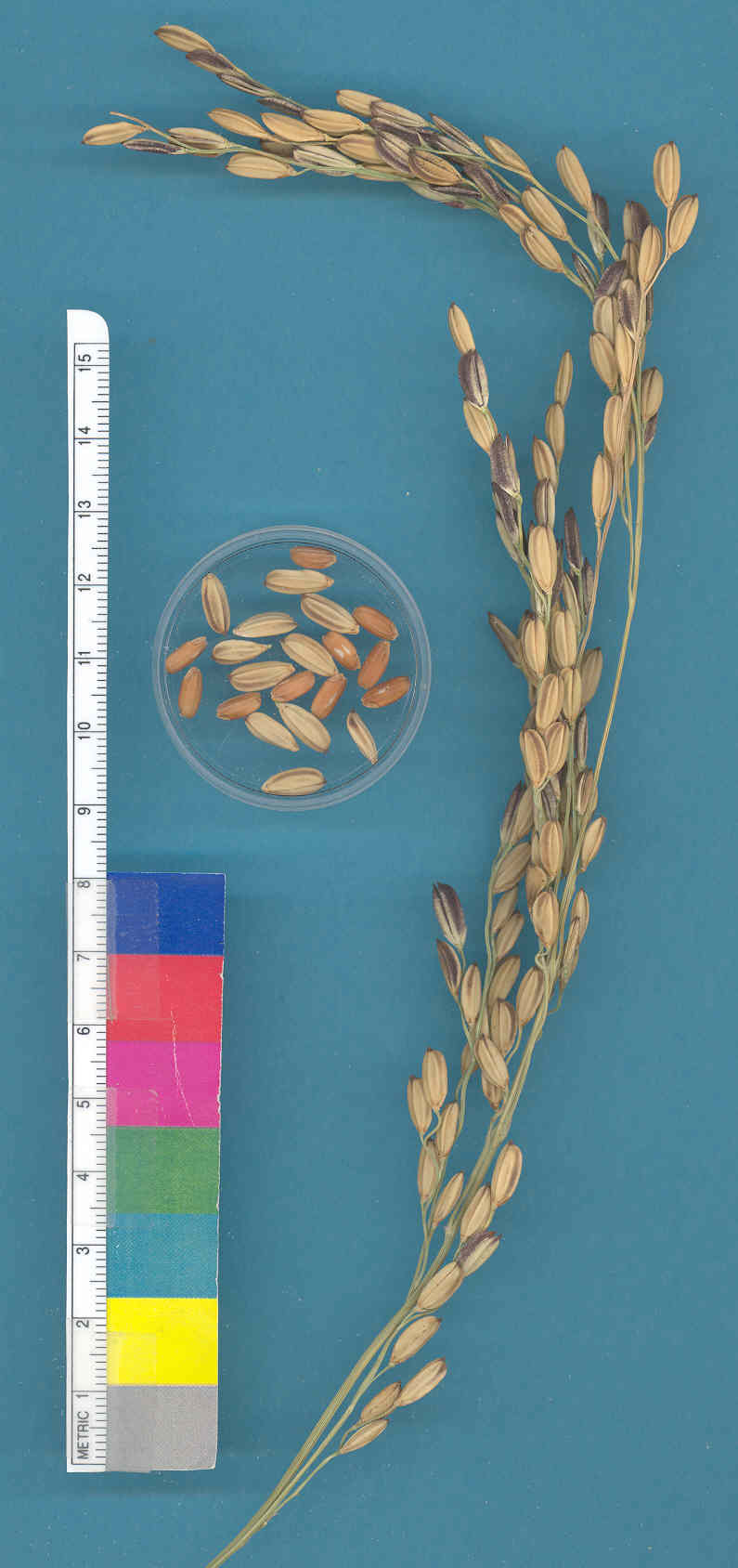KERNELS