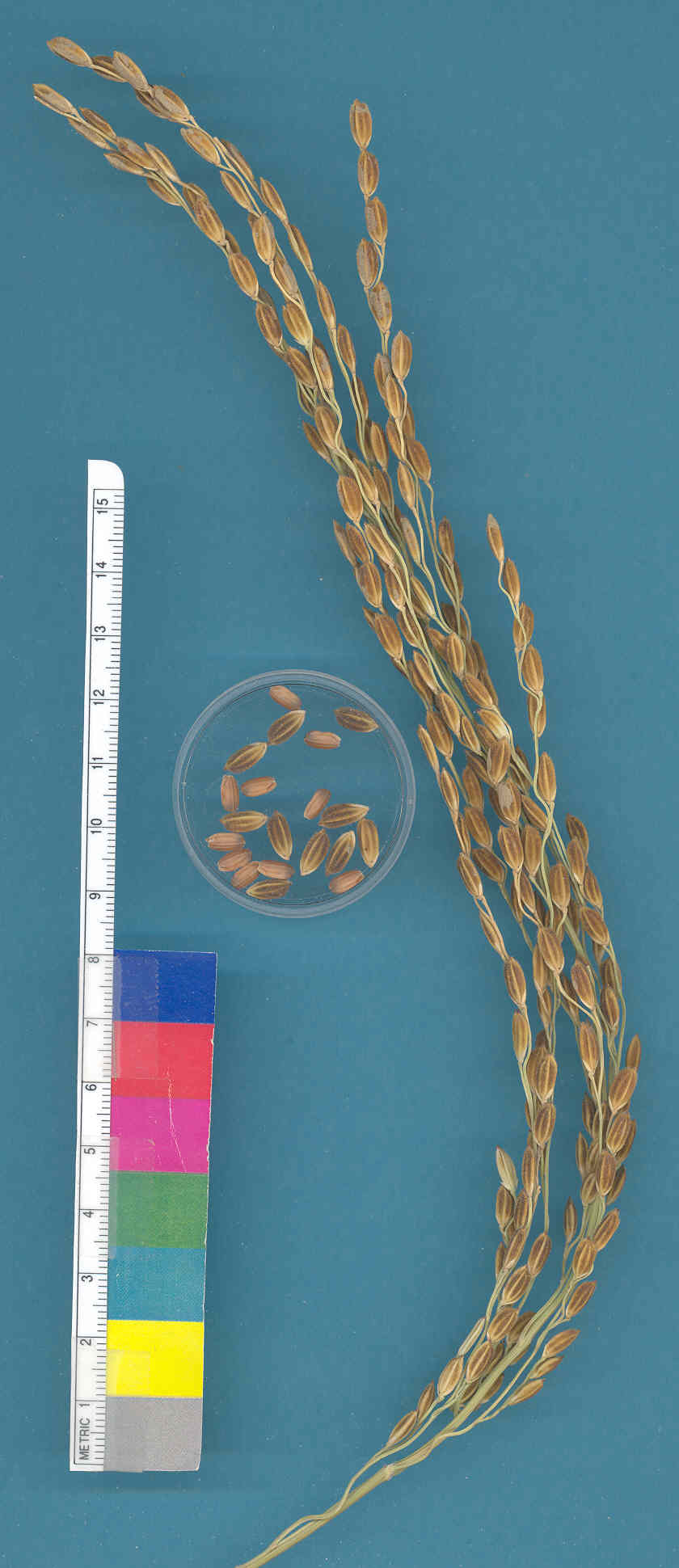 KERNELS