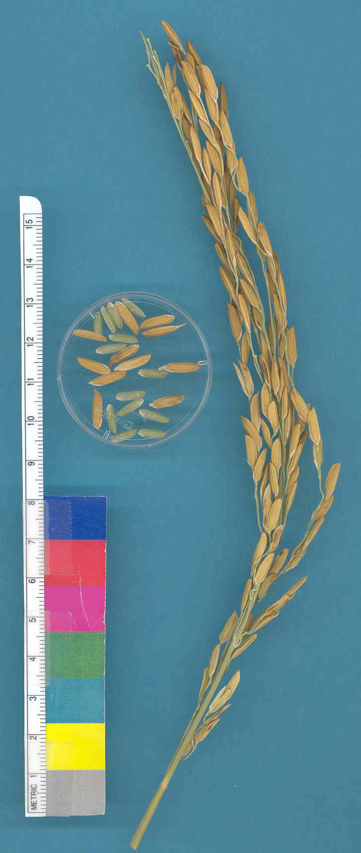 KERNELS